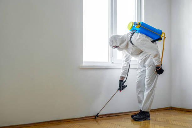 Wasp Removal Services in Trotwood, OH